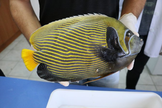 Akdeniz'de rastlanan balığa "Fenerbahçe" adı verildi