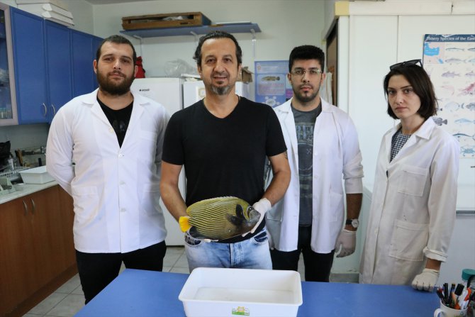 Akdeniz'de rastlanan balığa "Fenerbahçe" adı verildi