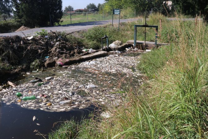 İzmir'de sulama kanalında balık ölümleri