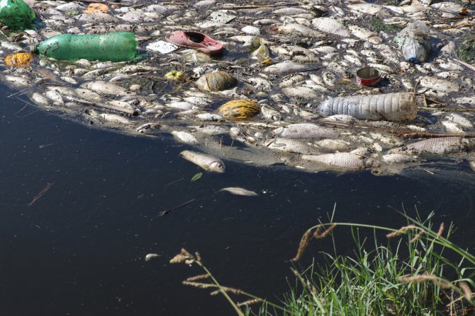 İzmir'de sulama kanalında balık ölümleri