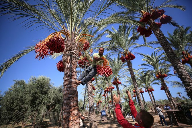 Gazze'de hurma hasadı başladı