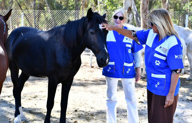 Faytona koşulan atların yeni evi Doğal Yaşam Parkı oldu