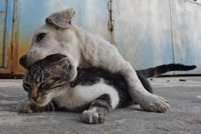 Kedi yavrusu ile köpek yavrusunun dostluğu