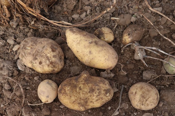 İki yeni yerli patates çeşidinin hasadı yapıldı