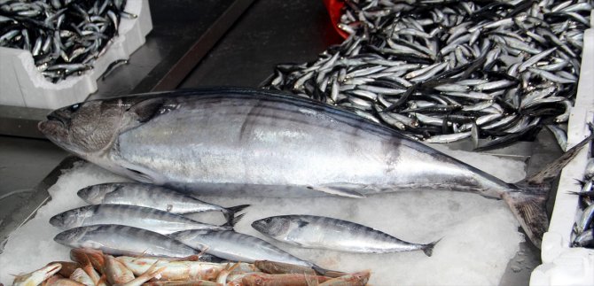 Balıkçı ağına 7,5 kilogramlık "zindandelen balığı" takıldı