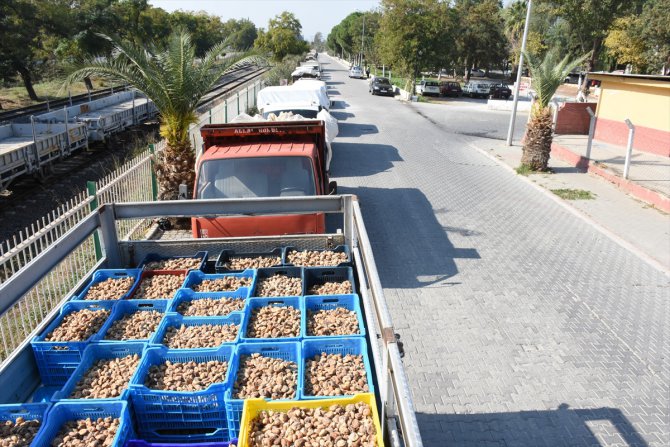 Tariş İncir Birliği 17 günde bin ton kuru incir alımı yaptı