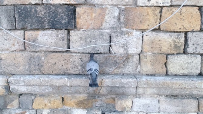 Başı duvara sıkışan güvercini itfaiye ekipleri kurtardı