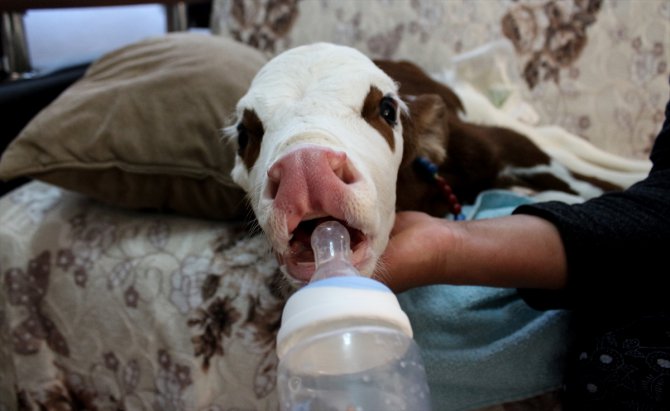 Hayvancılık yapan Fatma Öncel prematüre buzağıya evinde bakıyor