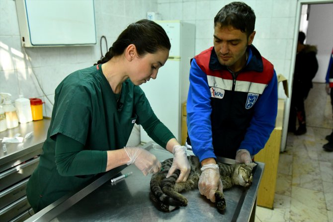 Ankara'da hayvanlara müdahale için ilk yardım eğitimi verilecek