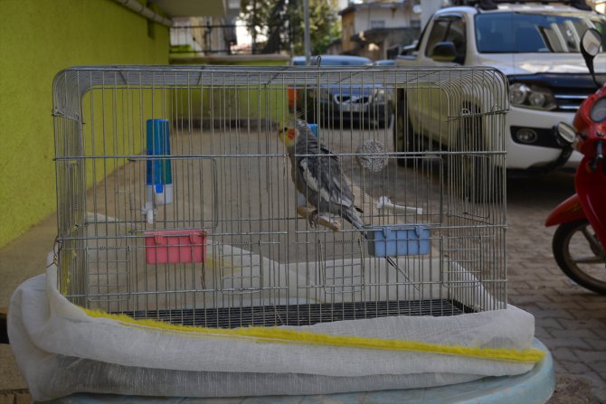 Gaziantep'te el ilanıyla aranan kayıp papağan bulundu