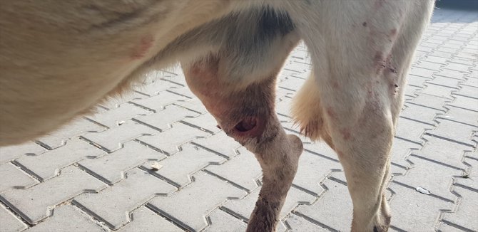 Gaziantep'te av tüfeğiyle vurulan köpek tedavi altına alındı