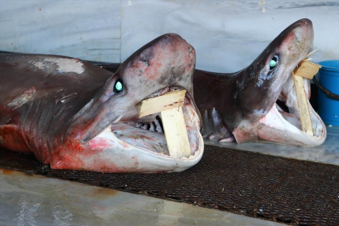 Tekirdağ'da balıkçıların ağına iki köpek balığı takıldı