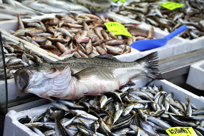 Batı Karadeniz'deki "levrek kıtlığında" 3 balık, 1600 liraya alıcı buldu