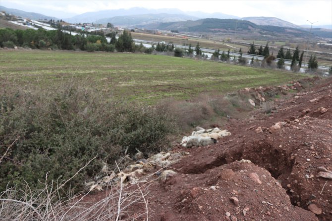 Osmaniye'de arazide çok sayıda ölü köpek bulundu