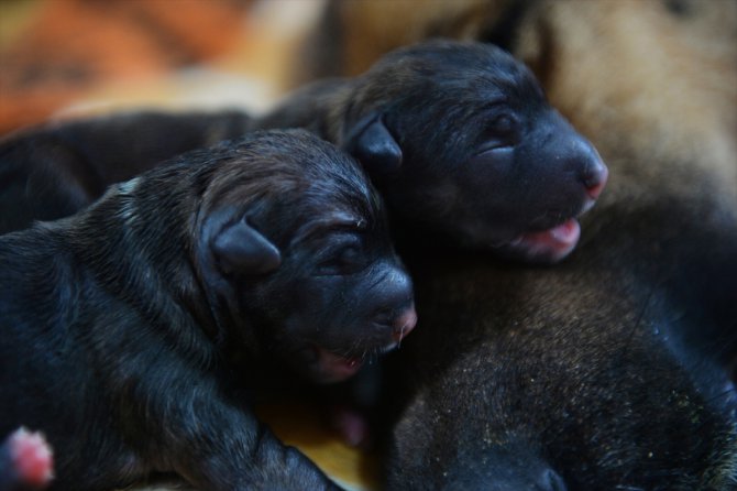 Mersin'de bir köpek sezaryenle 16 yavru doğurdu
