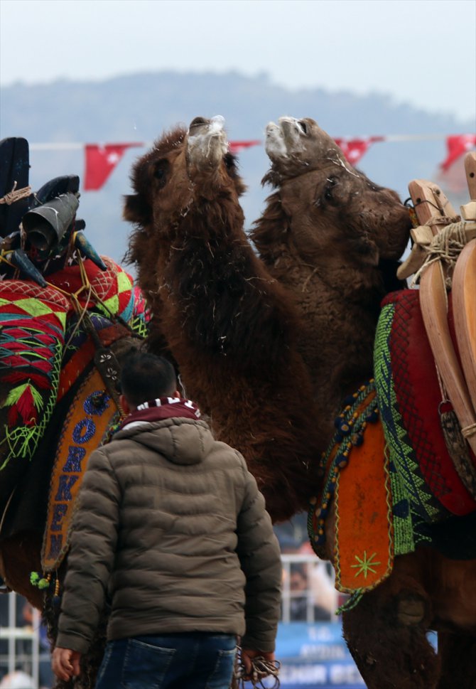 Aydın'da deve güreşi festivali büyük ilgi gördü