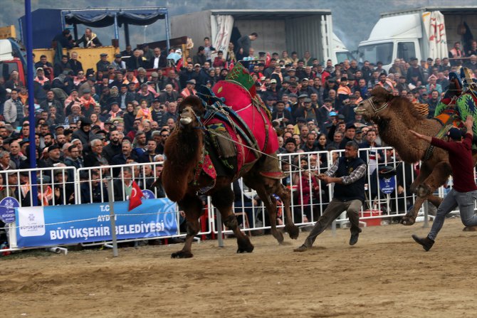 Aydın'da deve güreşi festivali büyük ilgi gördü