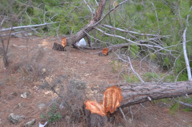 Mersin'de ormanlık alanda ağaçların kesilmesine ilişkin bir şüpheli hakkında işlem yapıldı