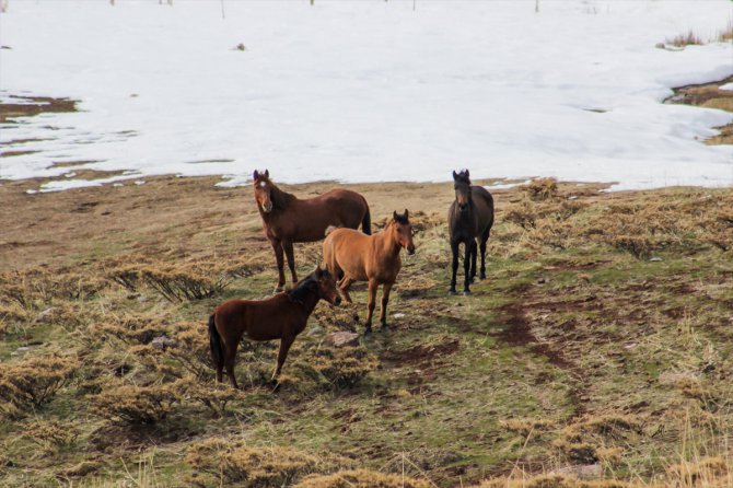 Çetin kış şartlarının yaşandığı Tunceli'de yılkı atlarının yem bulma mücadelesi