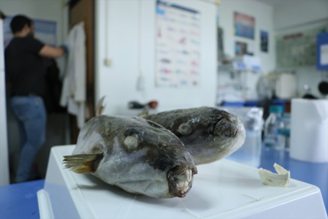 Balon balıklarından sağlık sektörü için ham madde üretildi