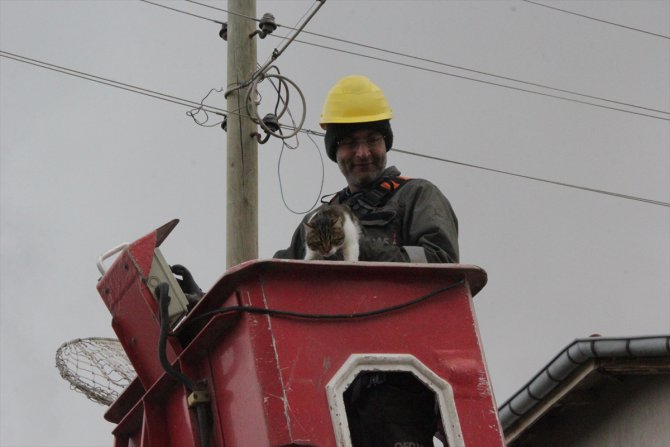 Elektrik direğinde mahsur kalan kedi, itfaiye ekiplerince kurtarıldı