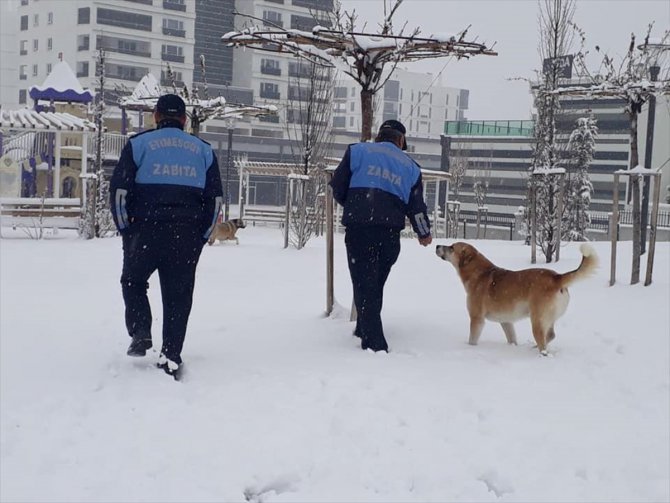 Etimesgut Belediyesi kar yağışında sokak hayvanlarını unutmadı