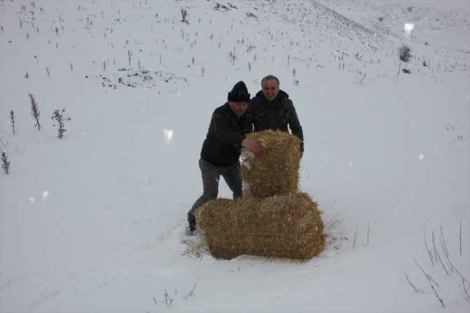 Amasya'da zorlu kış şartlarında yılkı atları için doğaya yem bırakıldı