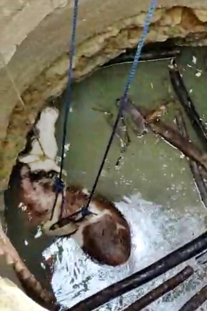 Elazığ Baskil'de 15 metrelik su kuyusuna düşen gebe ineği itfaiye kurtardı