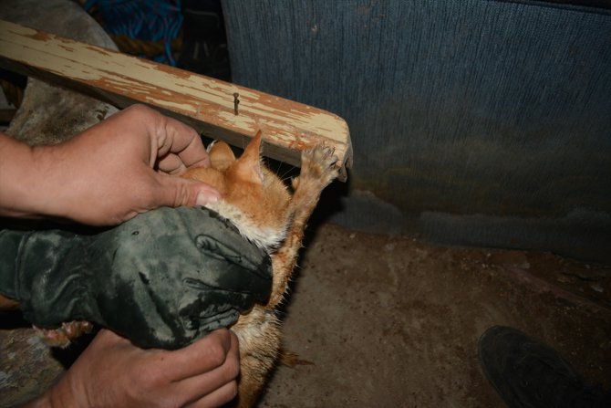 Su kuyusuna düşen kedi itfaiye ekiplerince kurtarıldı
