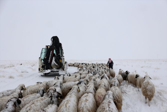 Van'da tipide mahsur kalan iki çoban ile koyun sürüsü kurtarıldı