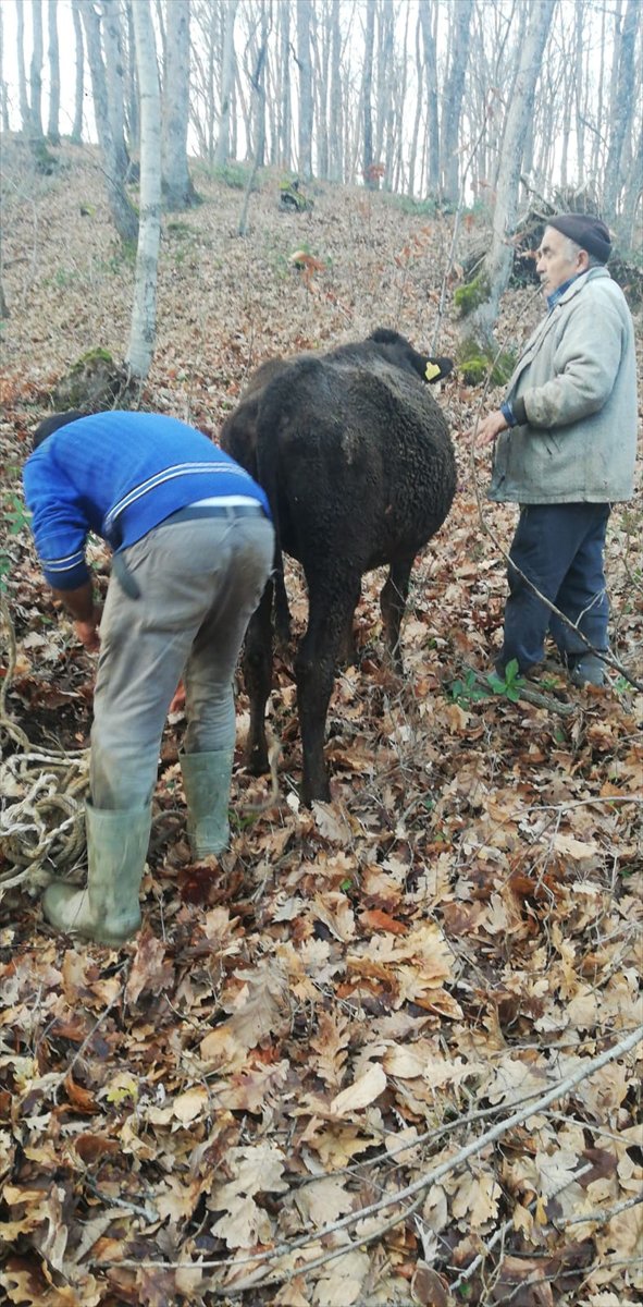 Kırklareli'nde çamura saplanan gebe inek kurtarıldı