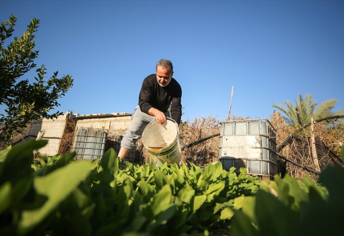Gazze'de doğal atıklardan organik gübre üretiyor