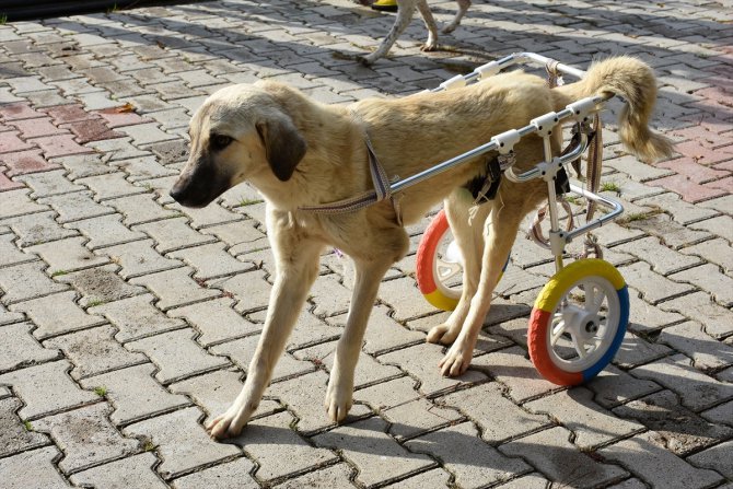Mersin'de sakat kedi ve köpek yürüteçle hayata tutundu