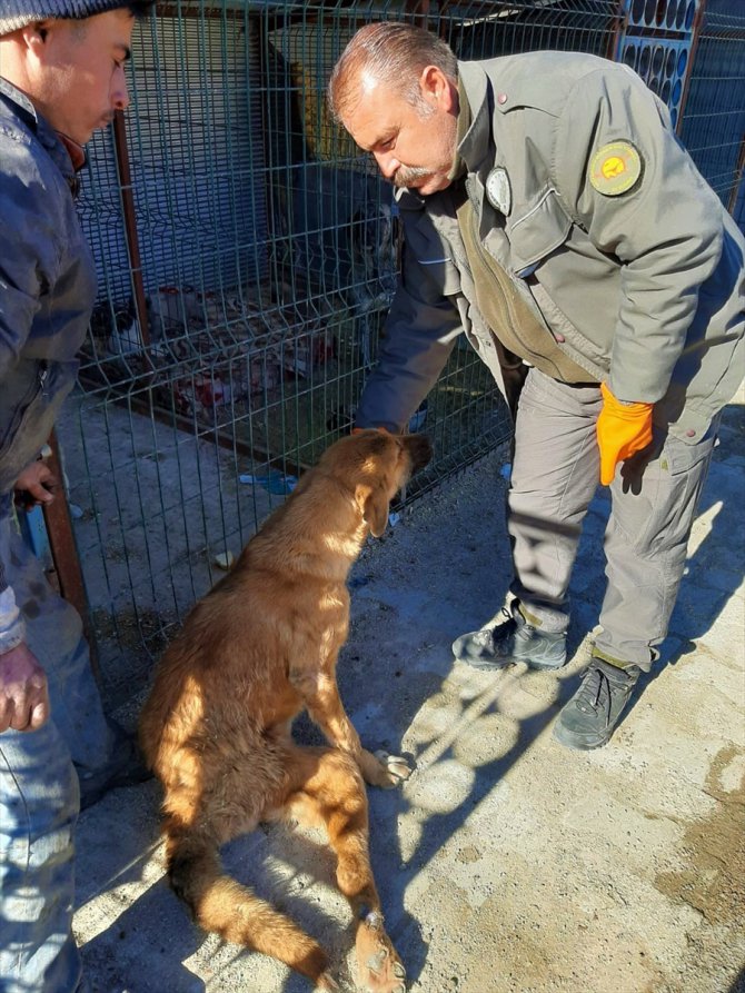 Burdur'da çöplükte bulunan engelli köpek hayvan hastanesinde tedaviye alındı