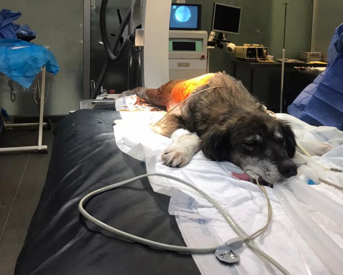 İstanbul'da silahla vurulan "Şirin" adlı köpek sağlığına kavuştu