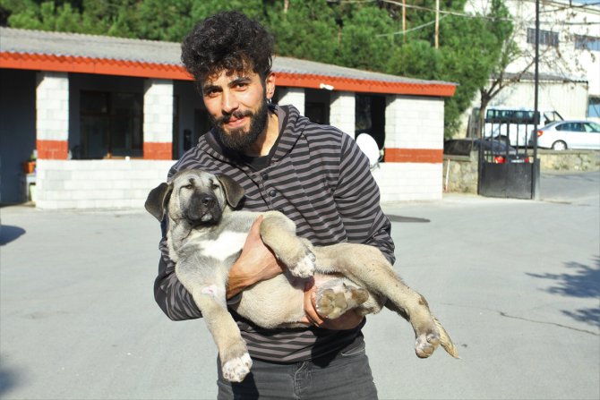 Kartal'da kuyuya düşen yavru köpek itfaiye ekiplerince kurtarıldı