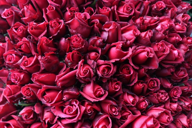 Üreticiler kırmızı gülleri kesmeden sattı