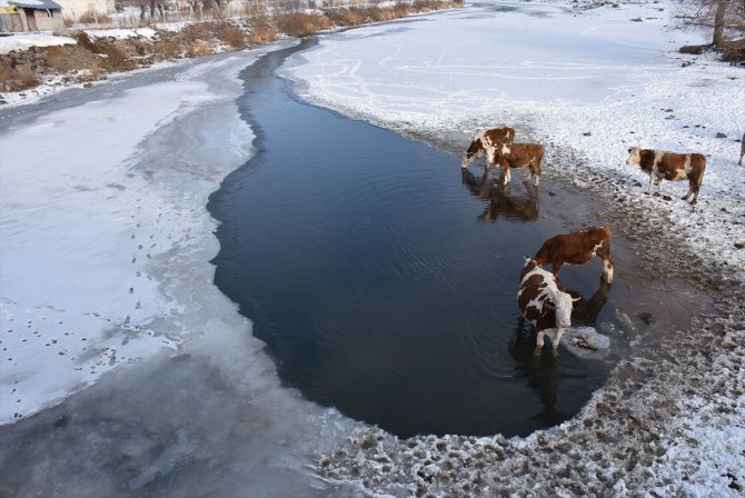 Kars'ta besiciler çaydaki buzları kırarak hayvanlarına su veriyor