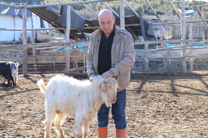Isparta'da kurtların saldırdığı sürüde 45 keçi telef oldu