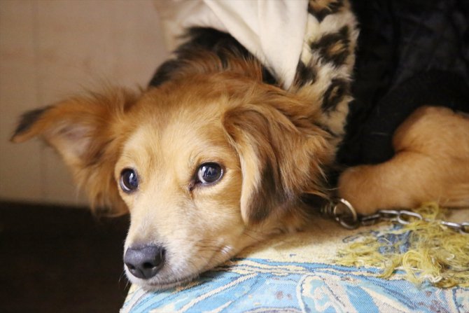 Manisa'da 2 pitbullun saldırdığı köpeği vatandaşlar kurtardı