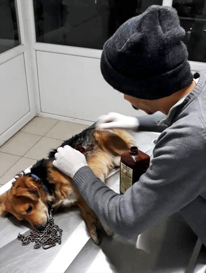 Manisa'da 2 pitbullun saldırdığı köpeği vatandaşlar kurtardı
