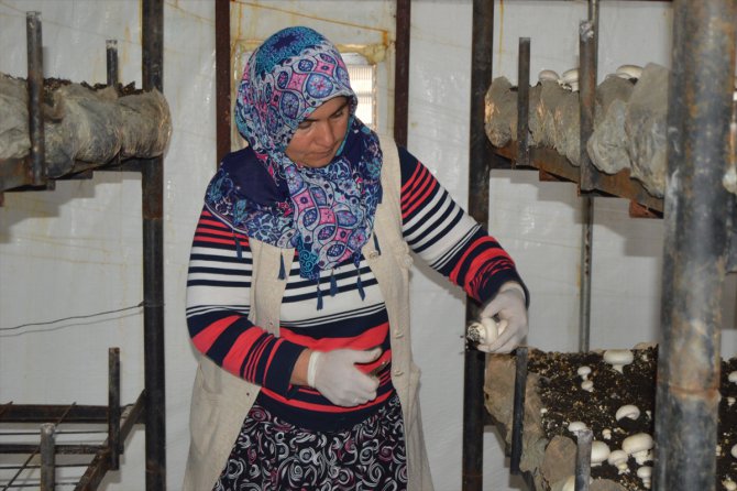 Devlet desteğiyle mantar üreten ev hanımı kadınlara örnek oluyor