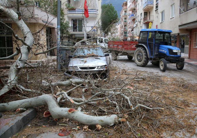 Manisa'da asırlık çınar ağacı muhtarlık binası ve otomobilin üzerine devrildi
