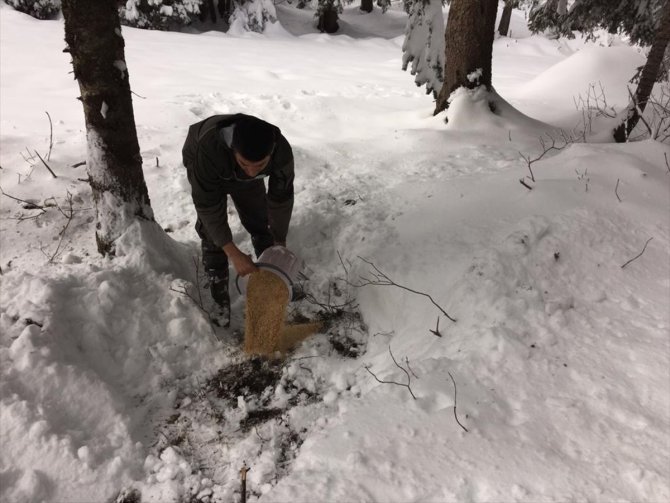 Giresun'da kar yağışının etkili olduğu bölgelere yaban hayvanları için yem bırakıldı