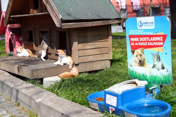 Bağcılar Belediyesi Kovid-19 salgınında sokak hayvanlarını yalnız bırakmadı