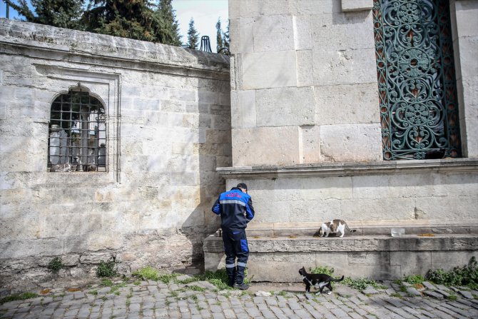 İstanbul'daki belediyeler sokak hayvanlarına sahip çıkıyor