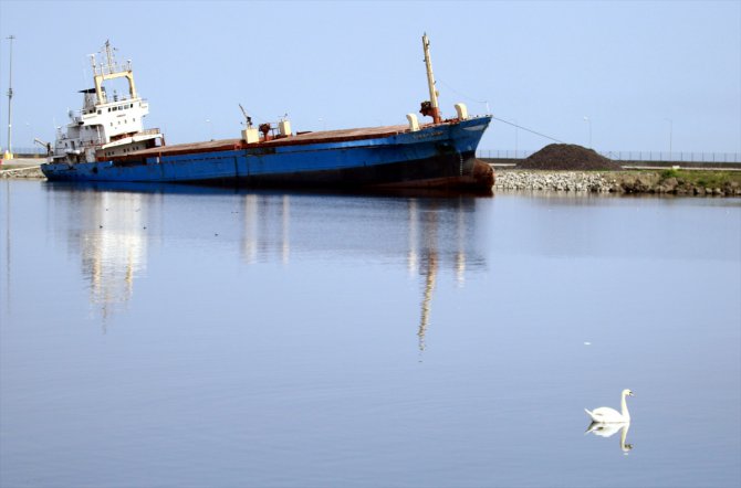 Samsun'da boş kalan limanın keyfini kuğular çıkardı