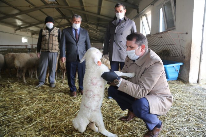 Sivas'ta Kangal Akkaraman Koyununu Geliştirme Projesi