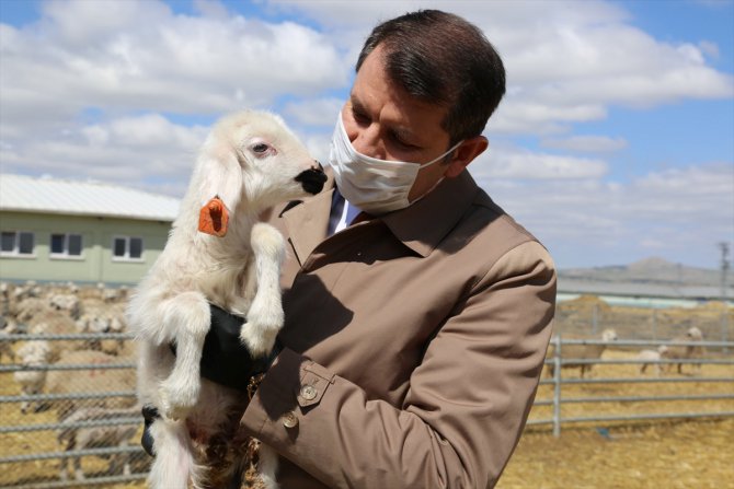 Sivas'ta Kangal Akkaraman Koyununu Geliştirme Projesi