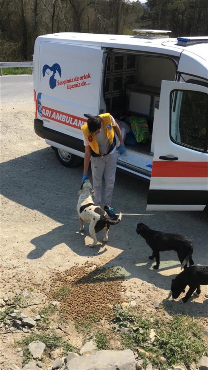 Eyüpsultan Belediyesi kırsaldaki sahipsiz köpekleri de unutmadı